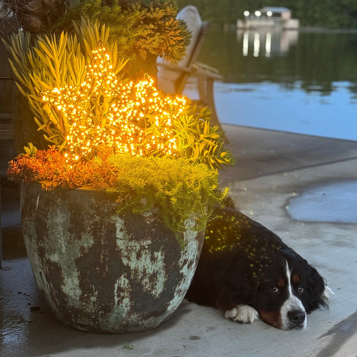 STAR TABLE LAMP-MICRO LED – Festive Plug-In Micro LED Star Accent Light